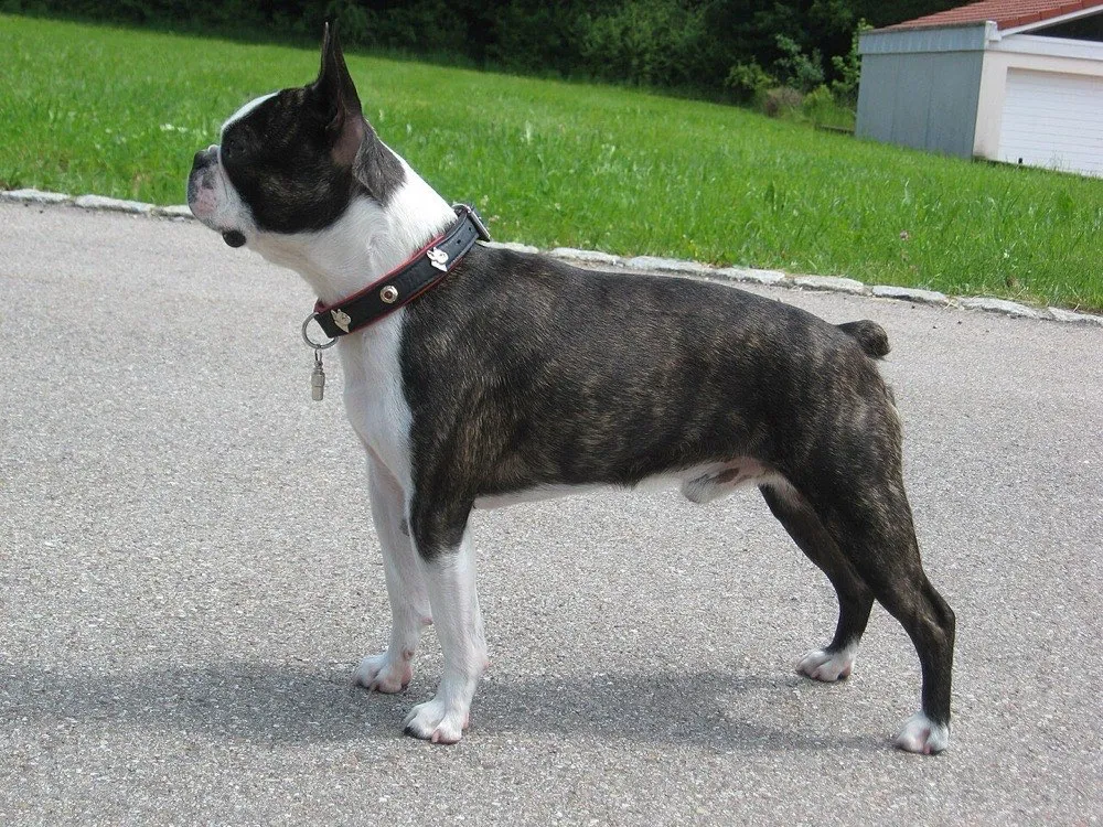 A brindle-and-white Boston Terrier standing in profile on a driveway