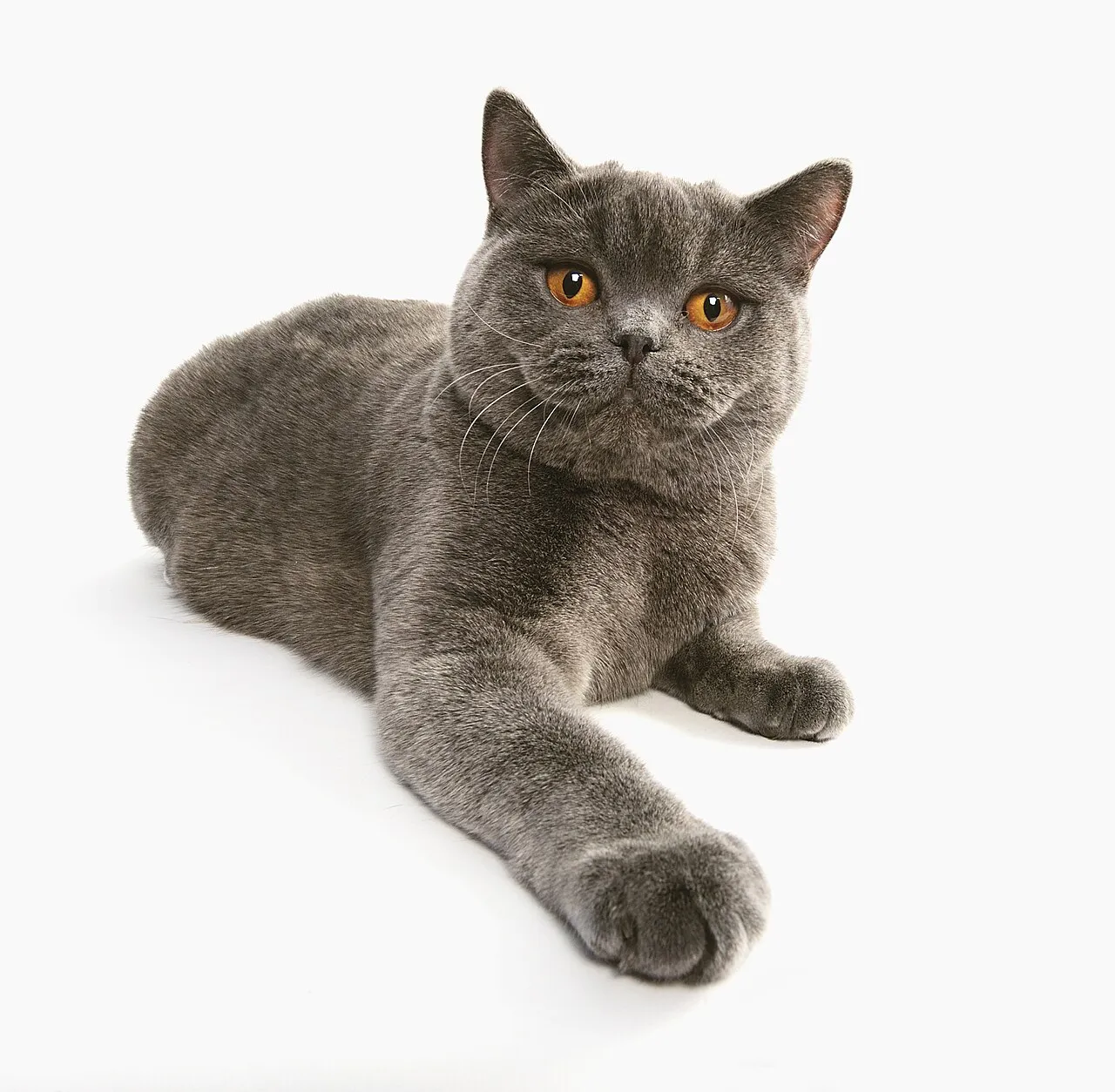 A blue British Shorthair cat with copper eyes lying against a white background