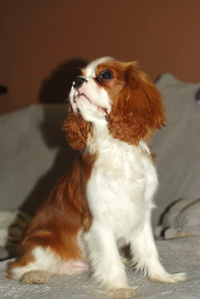 A Blenheim Cavalier King Charles Spaniel sitting on a couch