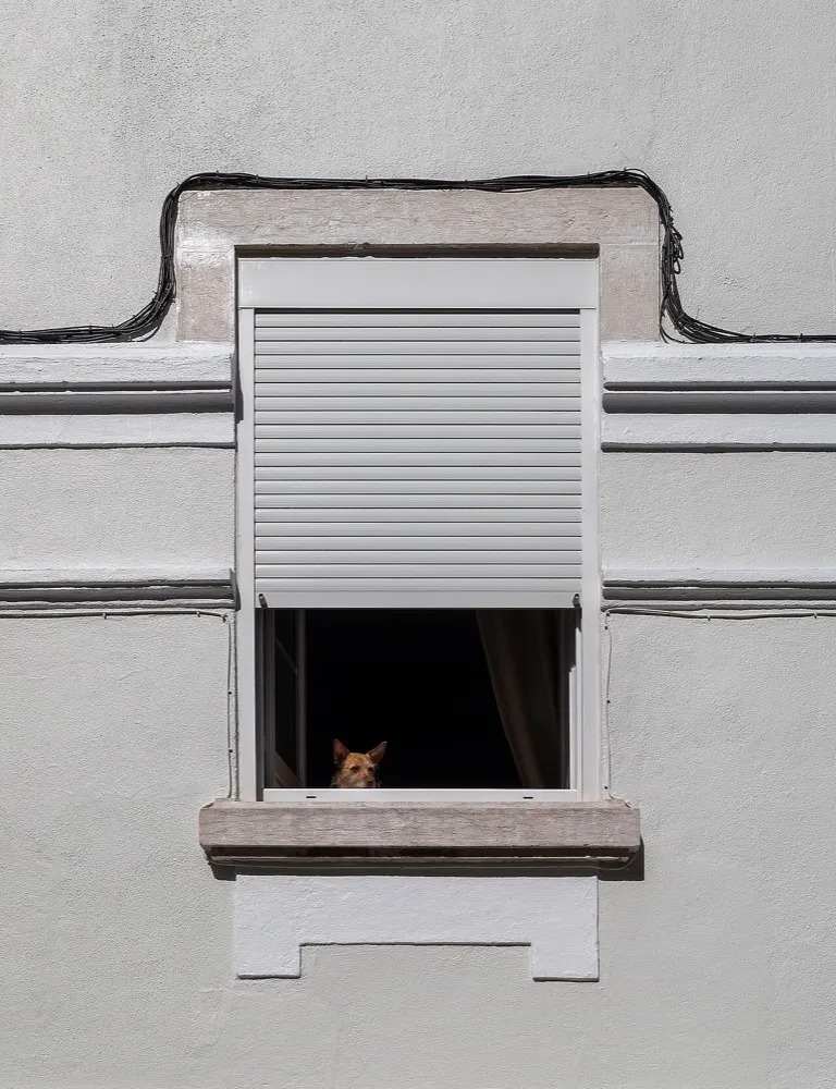 A small dog peering out of an apartment window over a stone sill