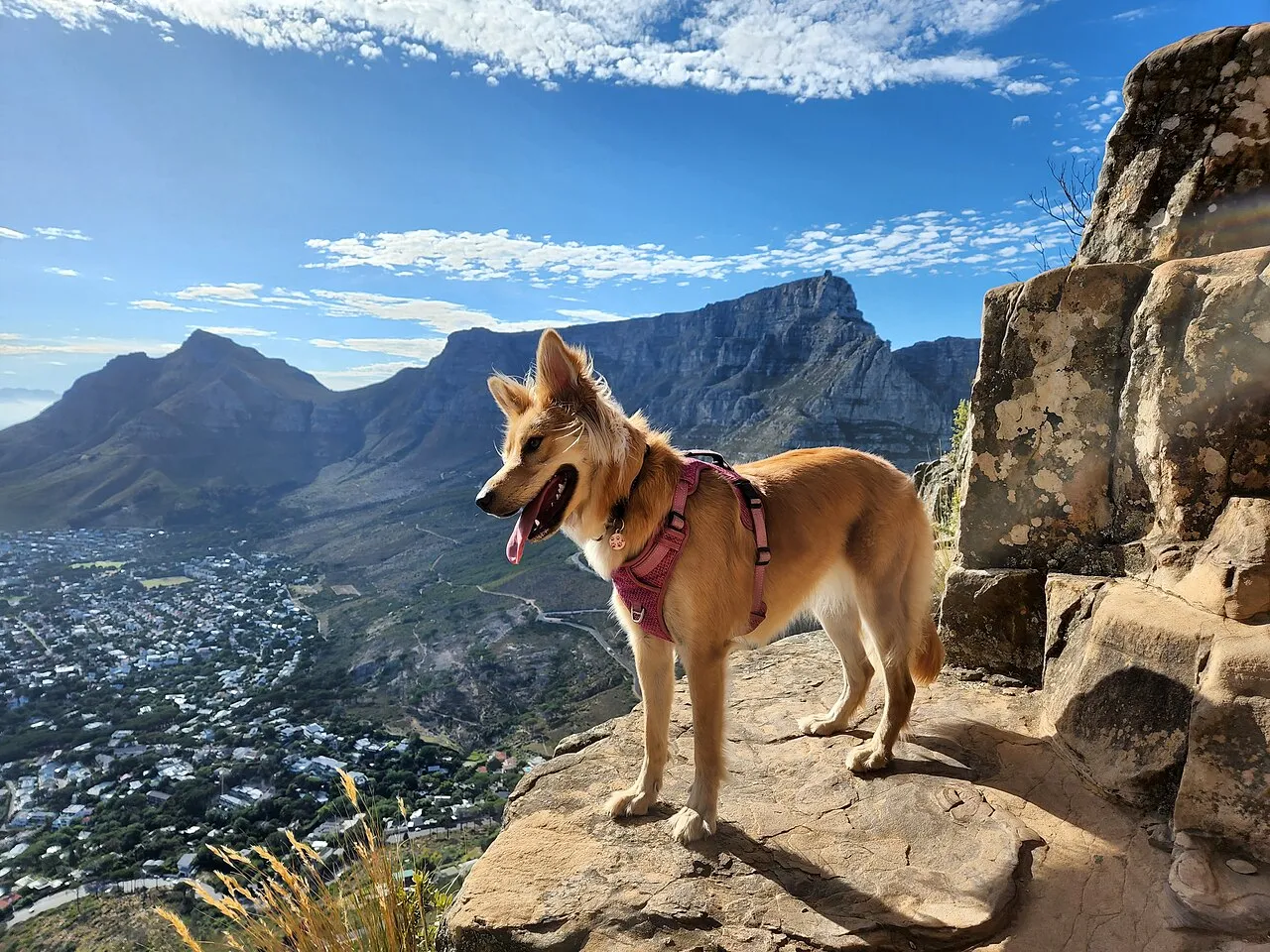 A tan dog in a pink harness with an ID tag standing on a rocky mountain ledge, a city sprawling far below
