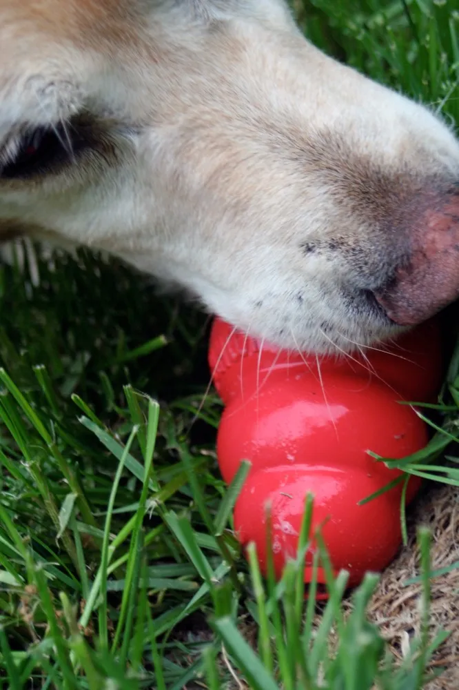 Close-up of a dog working peanut butter out of a red rubber food toy