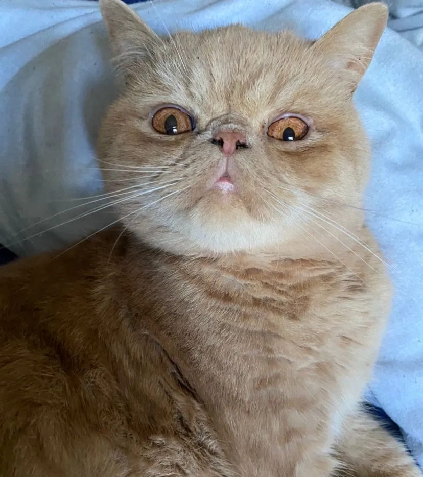 A cream Exotic Shorthair cat with copper eyes looking straight at the camera