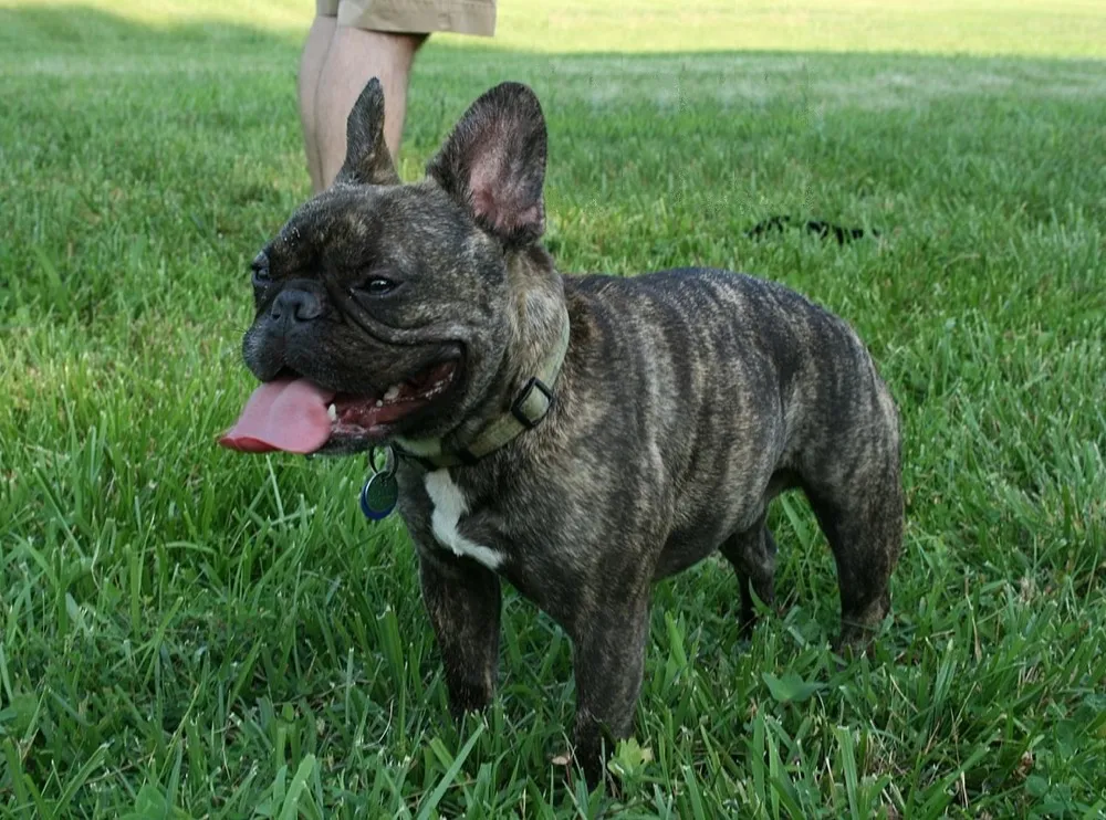 A brindle French Bulldog standing on grass with its tongue out