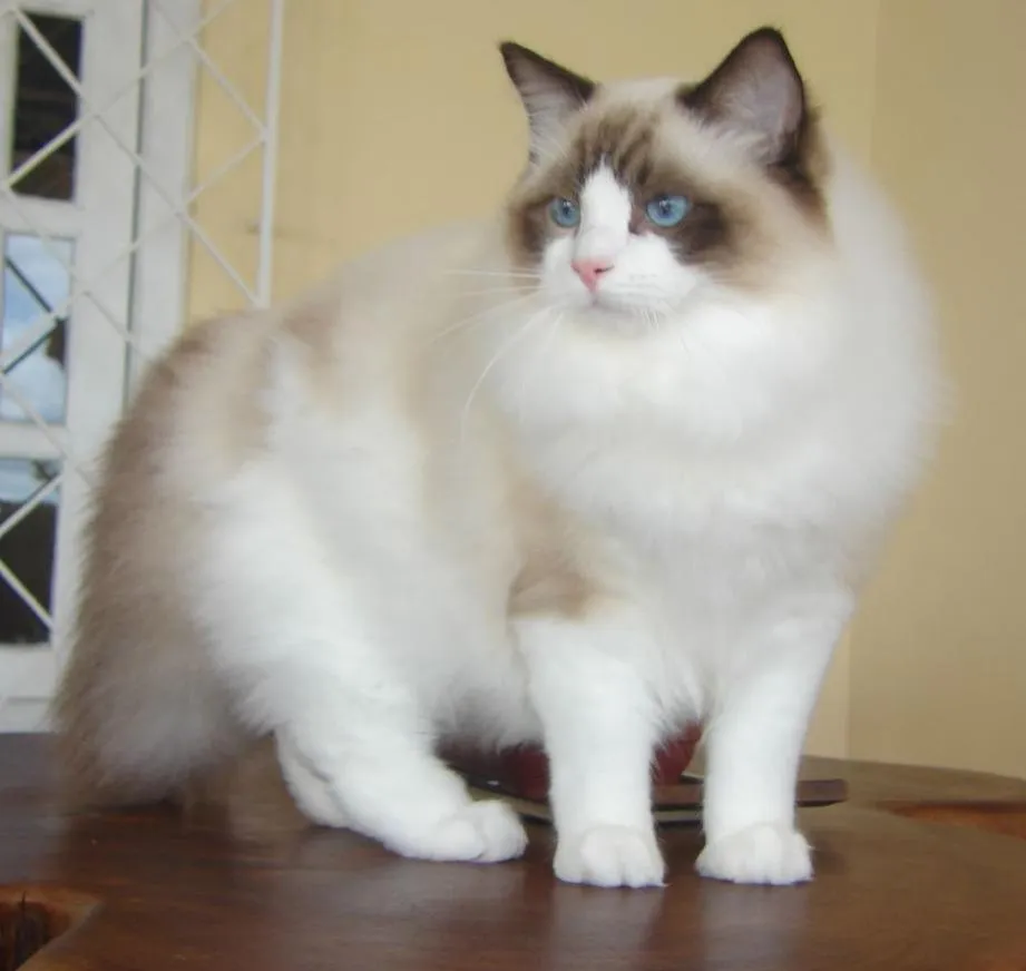 A seal-point Ragdoll cat with blue eyes standing on a wooden table