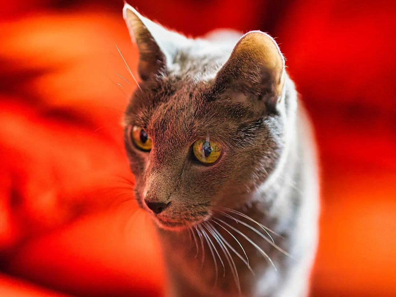 A Russian Blue cat with silver-tipped fur photographed against a red blanket