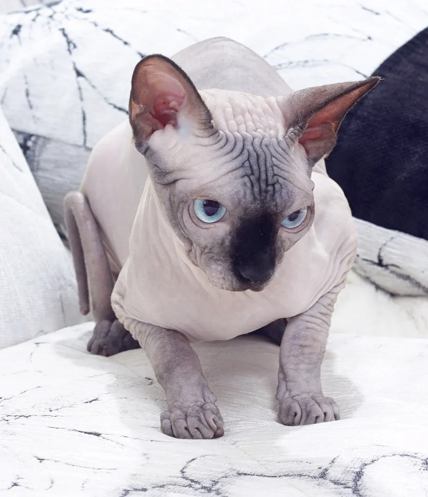 A hairless Sphynx cat with blue eyes crouched on a white blanket